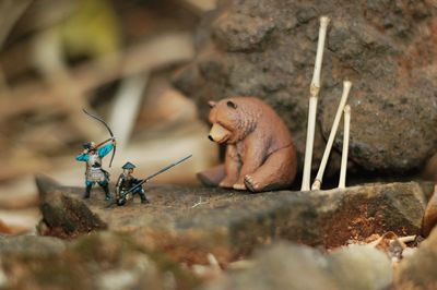 Close-up of crab on rock