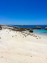 Flock of birds on beach against clear blue sky