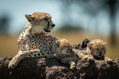 Cheetah family sitting on rock in forest