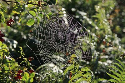 Close-up of spider web