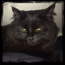 Close-up portrait of cat