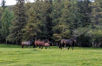 Horses in a field