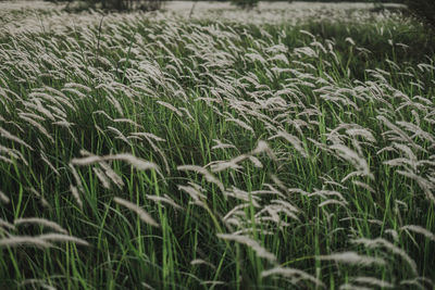 Full frame shot of crops growing on field