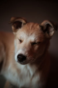 Close-up of a dog looking away