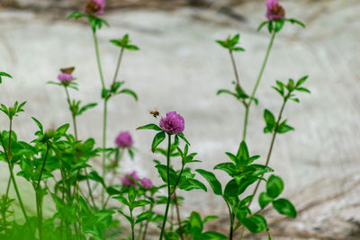 Close-up of pink flowering plant