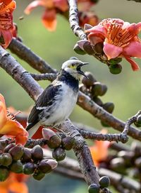 Close-up of bird perching on branch