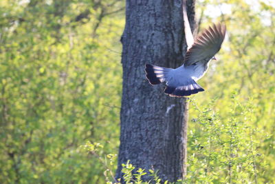 Bird flying over a tree