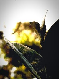 Close-up of butterfly on plant against sky