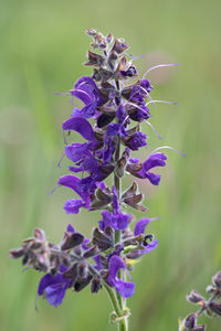 Close-up of purple flowering plant