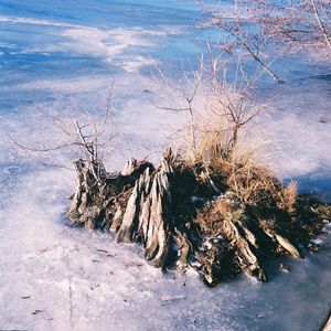 Bare trees on snow covered landscape