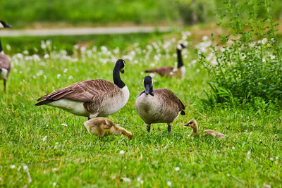 Canada geese on grassy field