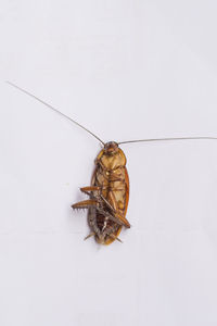 High angle view of insect on white background