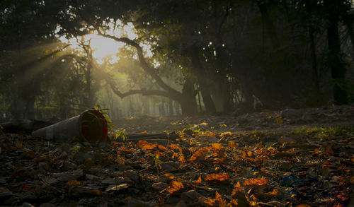 Autumn leaves on field in forest