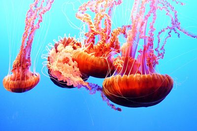 Close-up of orange jellyfishes swimming underwater