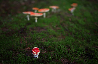 Close-up of amanita mushroom on field