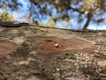 Low angle view of insect on tree trunk