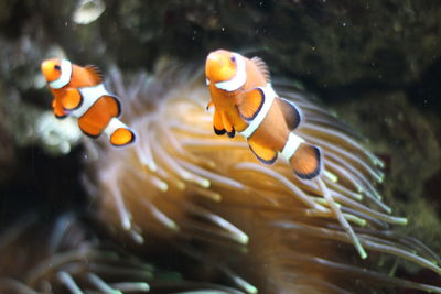 Close-up of fish swimming in sea