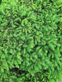 Full frame shot of fern leaves on field