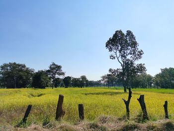 Scenic view of agricultural field against clear sky