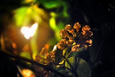 Close-up of flowers