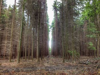 Trees in forest