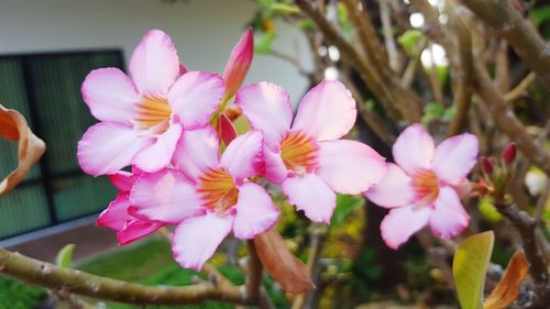 Close-up of pink flowers growing on tree