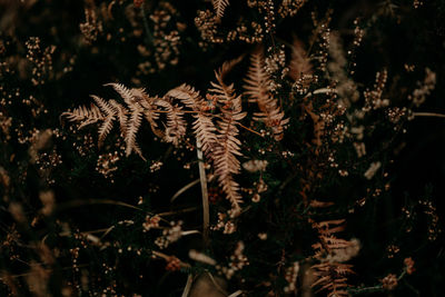 Brown ferns and heather