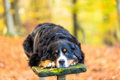 Close-up of dog looking away