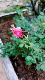 Close-up of pink rose flower