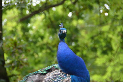 Close-up of peacock at forest