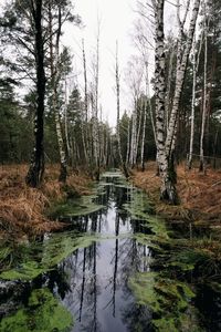 Stream amidst trees in forest