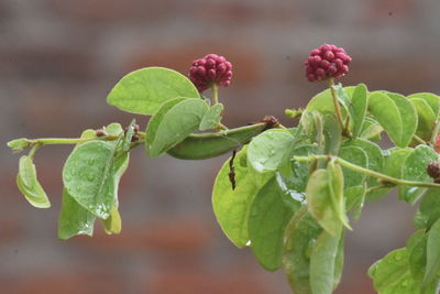 Close-up of fresh green leaves on plant