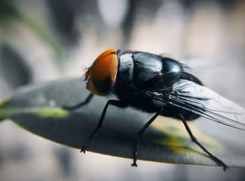 Close-up of fly