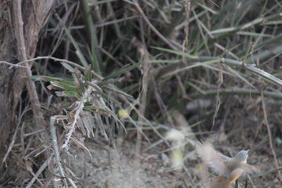 Close-up of plants