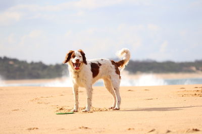 Dog standing on beach