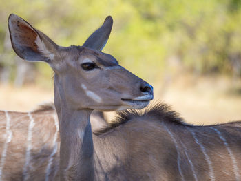 Close-up portrait of female greater kudu, moremi game reserve, botswana