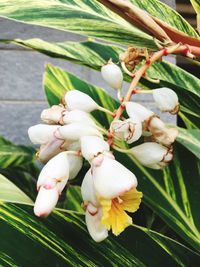 Close-up of white flowering plant