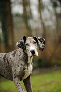 Close-up portrait of dog on field