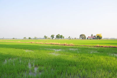 Scenic view of agricultural field against clear sky