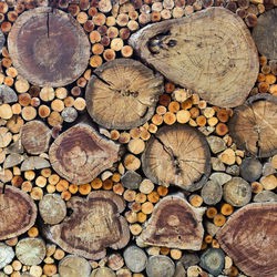 Full frame shot of logs in forest