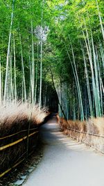 Road passing through forest