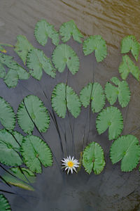 High angle view of flowering plant by wall