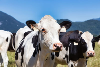 High angle view of cows on field