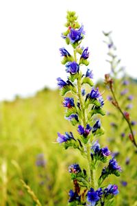 Close-up of purple flowering plant on field