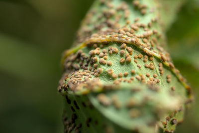 Wilting weed leaf, macro photo