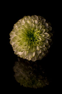 Close-up of yellow flower blooming against black background