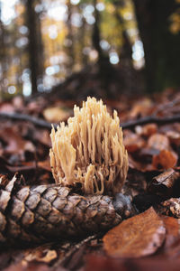 Close-up of dried plant in forest