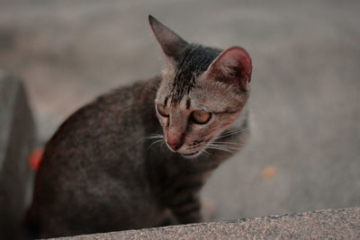 Close-up of a cat looking away