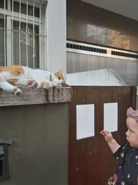 Cat on hand against wall