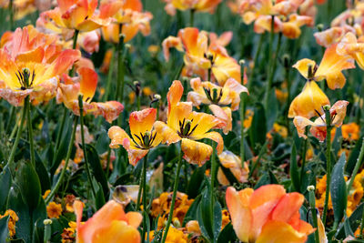 Close-up of orange flowering plants on field